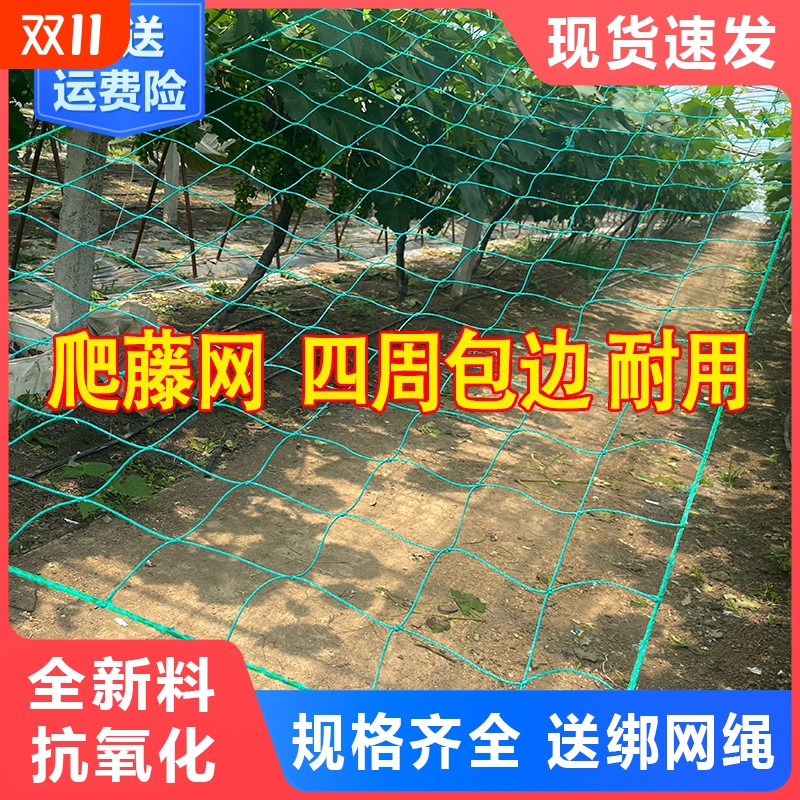 腾江园艺植物爬藤网质保6年