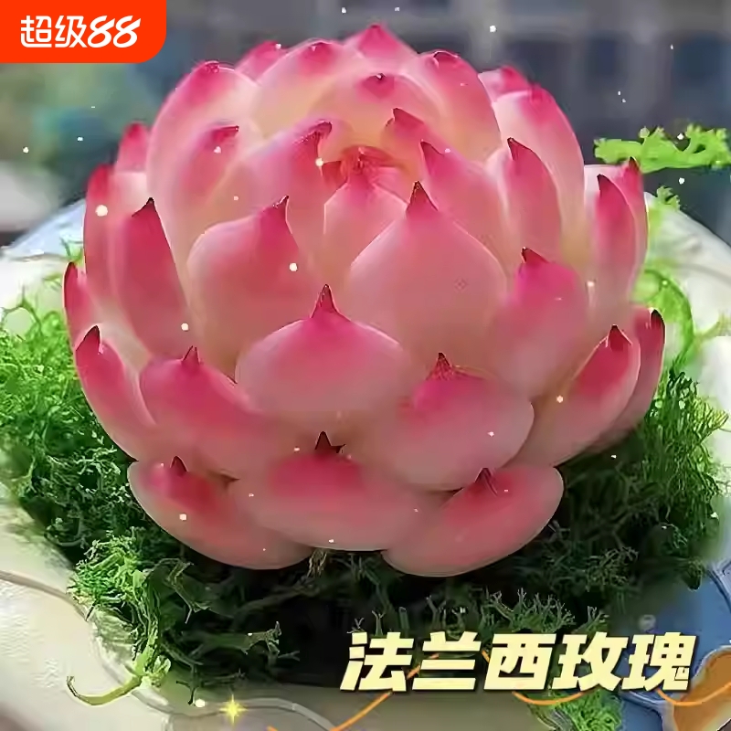法兰西玫瑰多肉植物群生组合治愈办公桌面教师礼物侧影防辐射好养
