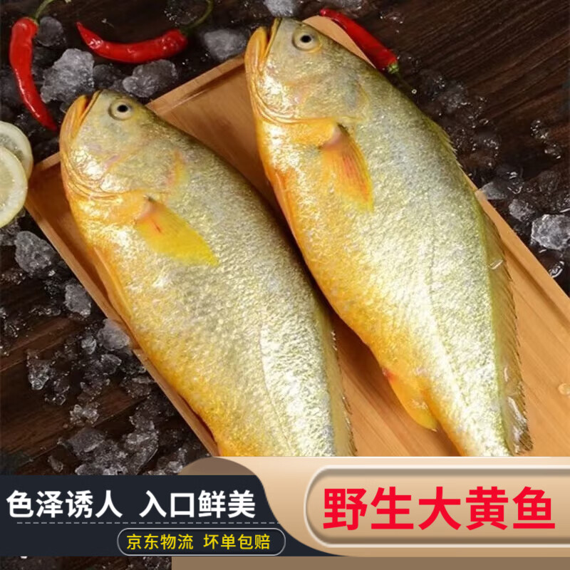 青岛正宗新鲜海捕大黄鱼深海大黄花鱼