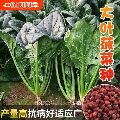 大叶菠菜种子红根菠菜籽种四季蔬菜种子秋播越冬青菜种子耐热耐寒
