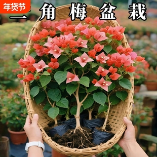 重瓣红三角梅盆栽带花三角梅苗勤花品种爬藤老桩室内花卉植物四季