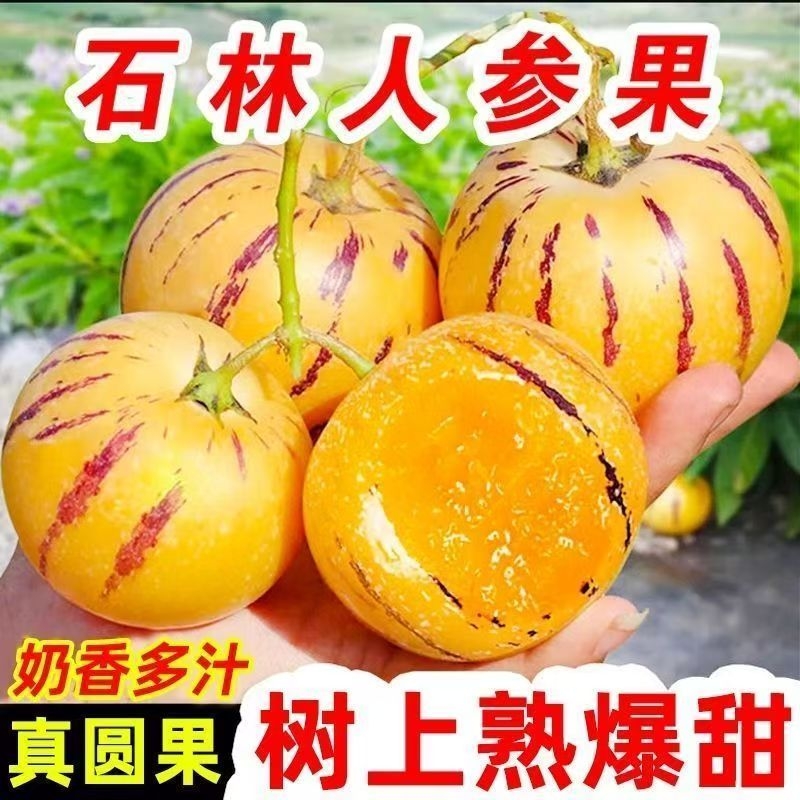 人参果云南石林新鲜水果七彩黄肉圆果人叁果人生果整箱树上熟现摘