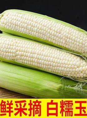 广西带皮白糯玉米新鲜糯玉米老式甜玉米糯米嫩包谷现摘香甜香糯