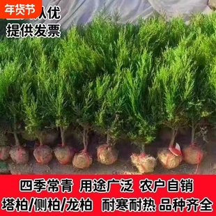 坟前树墓前绿植塔柏树苗松柏树苗侧柏树苗龙柏树苗植物节塔松圆柏