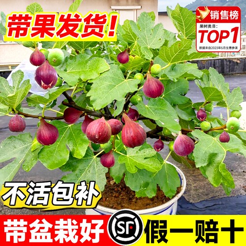 无花果树苗特大果波姬红矮化盆栽