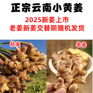 云南新小黄姜生姜新鲜黄姜现挖子姜嫩姜鲜姜9斤整箱包邮当季姜种