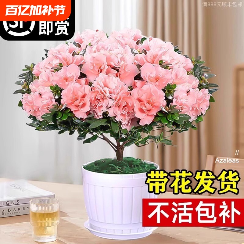 杜鹃花盆栽花卉植物室内四季开花茉莉栀子花绿植九里香好养阳台