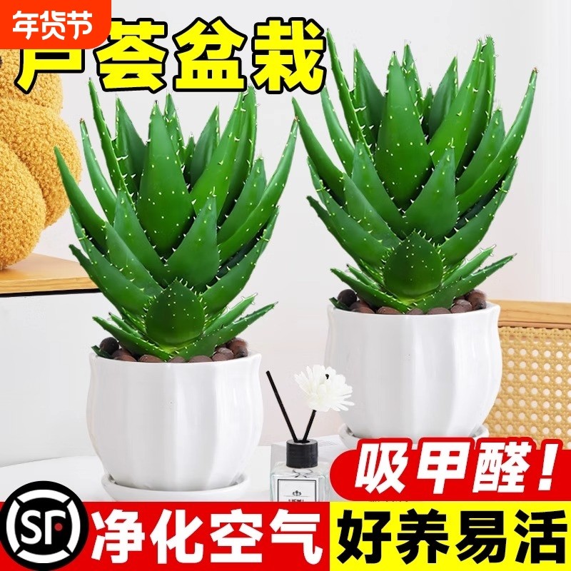 芦荟大盆栽美容植物室内多肉绿植物吸甲醛四季好养花卉仙人掌阳台