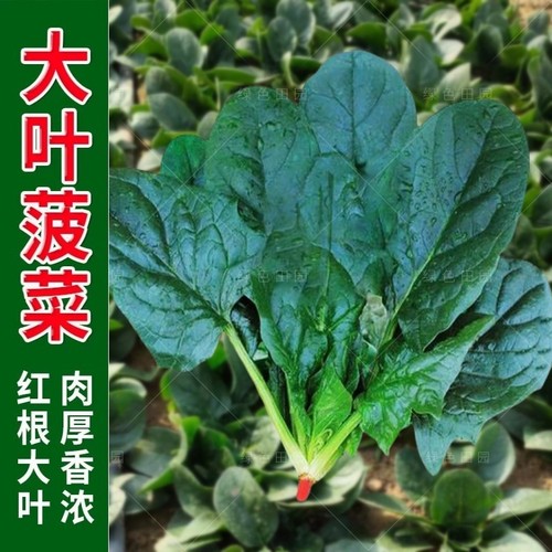 大叶菠菜种子四季蔬菜冬季籽种冬天种籽耐寒菜种盆栽波菜孑菜籽子