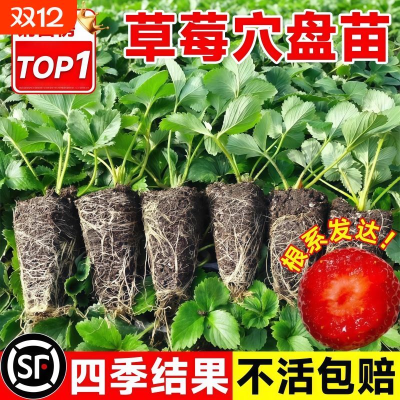 草莓穴盘苗冬季四季盆栽丹东99草莓奶油草莓苗秧红颜草莓四季结果