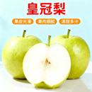 皇冠梨脆甜爆汁皮薄光滑 非砀山梨雪梨 果肉细腻清甜多汁水果整箱