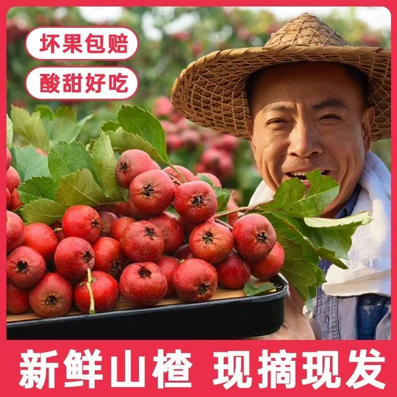 新鲜山楂果大山楂鲜果红果鲜山楂大果山里红冰糖葫芦用现摘生山楂