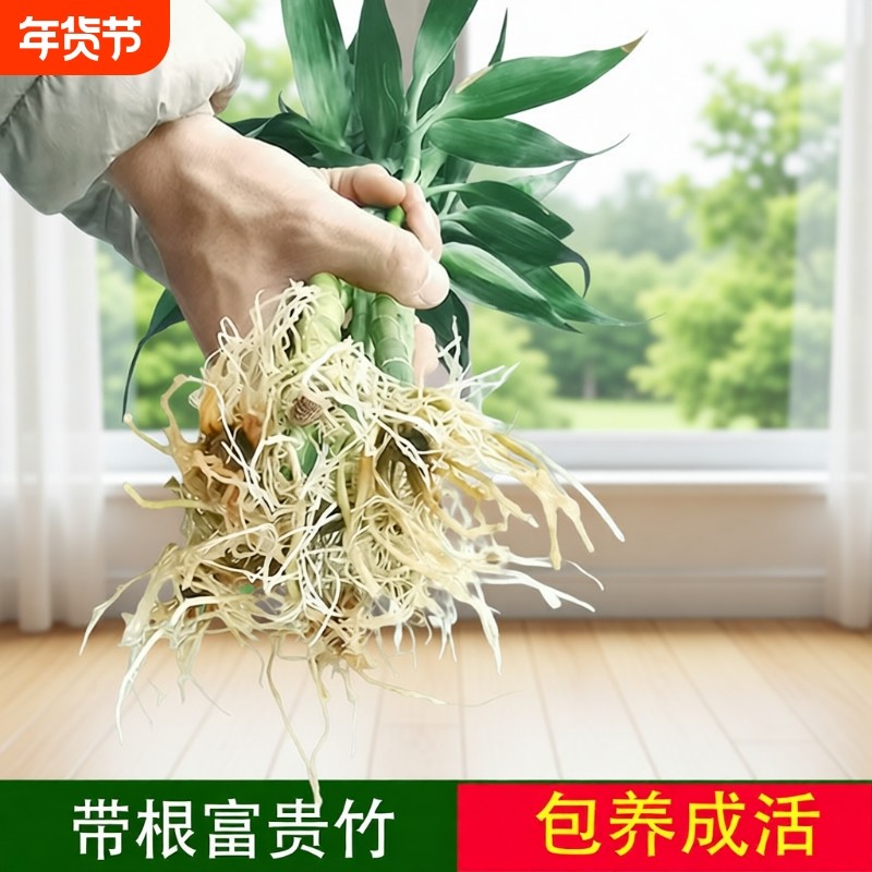 富贵竹水培植物水养带根观音竹绿萝竹子绿植盆栽植物室内花瓶客厅,鲜花速递/花卉仿真/绿植园艺,绿植,淘宝优惠券,粉丝福利购,淘宝优惠卷