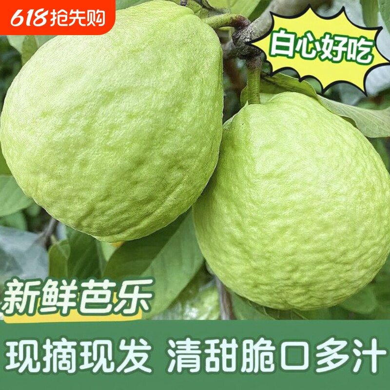 奶油白心芭乐红心软糯新鲜水果番石榴硬脆甜鲜果冰淇淋生鲜果蔬