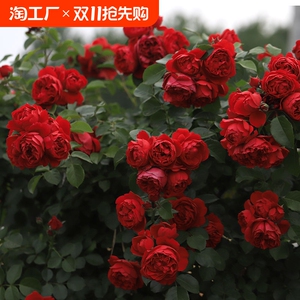 佛罗伦萨/弗洛伦蒂娜 藤本大花月季多季开花庭院爬藤蔷薇玫瑰花苗