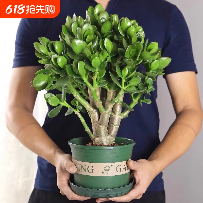 精品玉树盆栽老桩多肉植物发财树室内好养沙漠玫瑰花卉客厅阳台