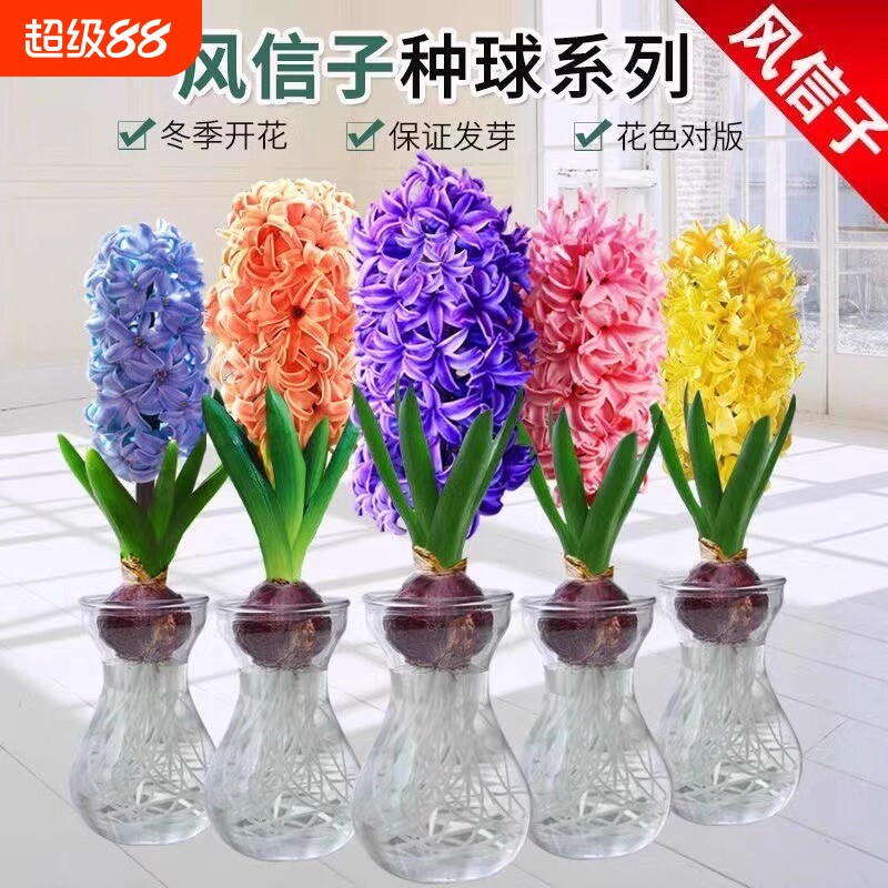 风信子种球水培绿植物室内阳台花卉盆栽水养葡萄风信子水仙花好养图片