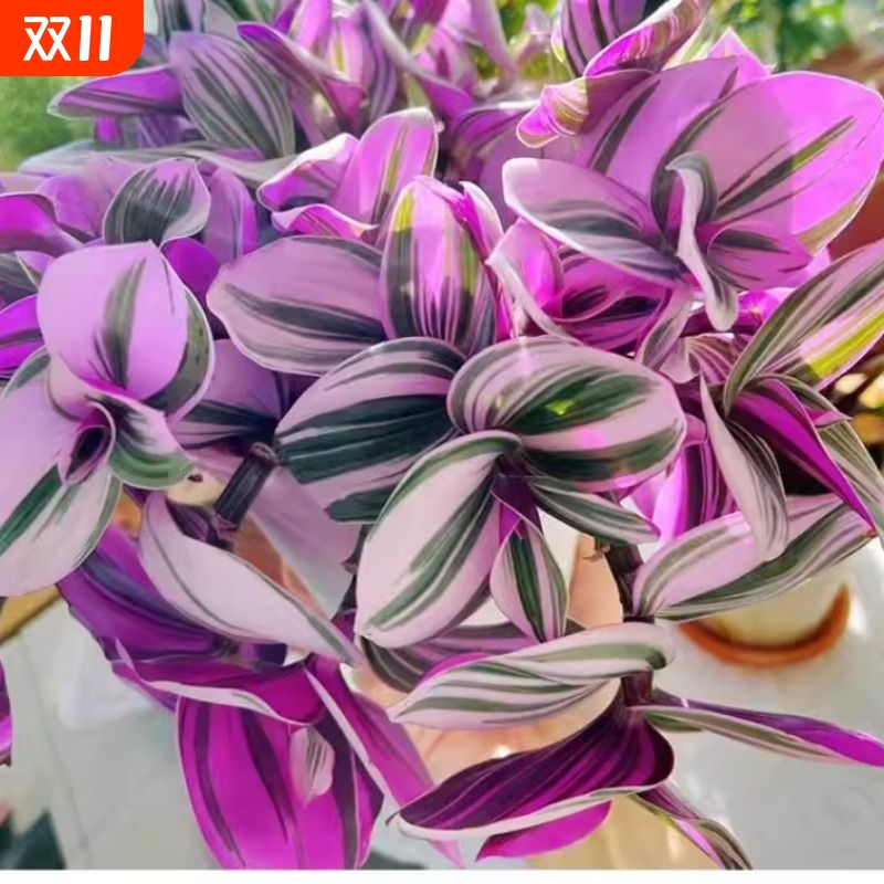 室内阳台油画婚礼吊兰净化空气绿植盆栽水培油画紫色网红桌面好养