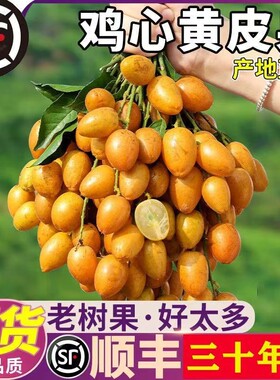顺丰包邮精品鸡心黄皮果现摘现发