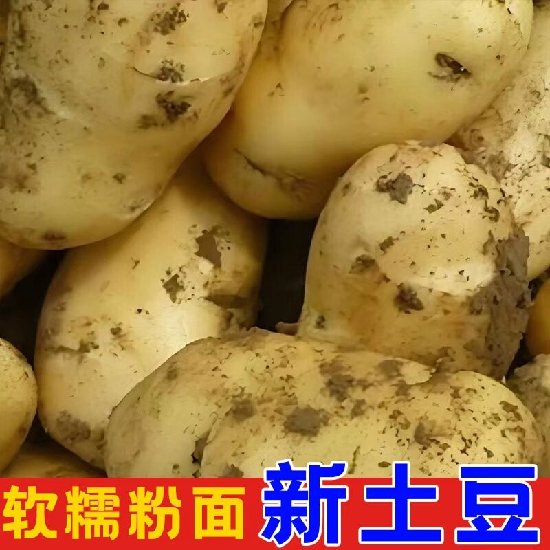 贵州新鲜农家黄心土豆马铃薯图片