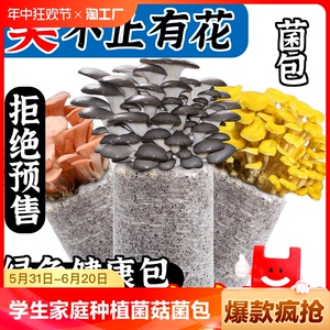 家庭蘑菇菌包食用菌室内种植菌棒种子菌种菌菇包办公室阳台品种