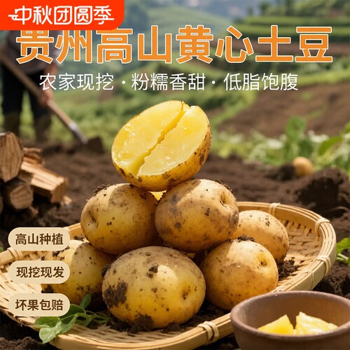 贵州特产黄心土豆农家自种