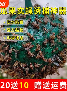 粘虫球柑橘果园瓜果诱蝇器实蝇粘胶板针蜂果蝇诱虫果蝇针蜂引诱剂