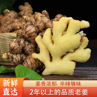 正宗云南小黄姜现挖带泥新鲜老姜月子姜生蔬菜食用食材原产地源头
