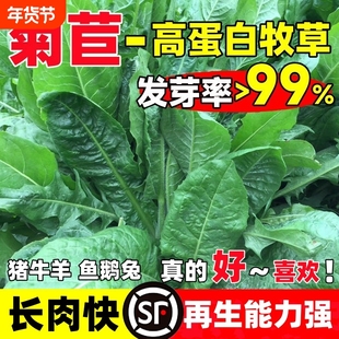 菊苣草种籽大叶将军种子四季养殖牧草籽喂牛鹅鸡鸭鱼兔多年生种孑