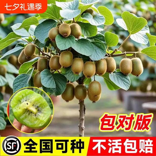 猕猴桃树果苗红心徐香弥猴桃盆栽