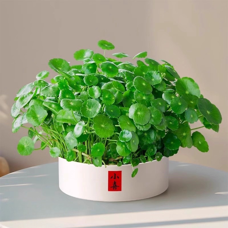 大叶铜钱草水培绿植物专用花盆栽金钱草室内外水好养易活种子碗莲