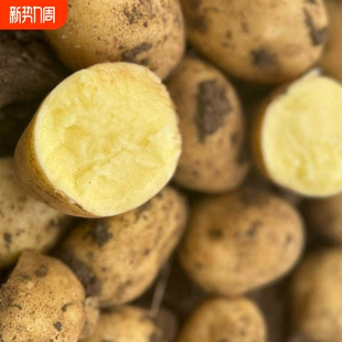高山黄心土豆黄皮软糯香甜洋芋马铃薯现挖农家自种蔬菜