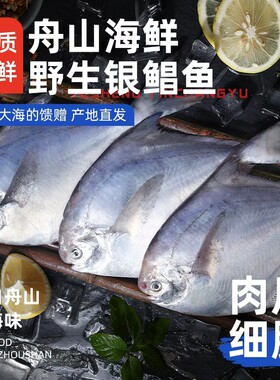 【5斤】舟山野生银鲳鱼/白鲳鱼