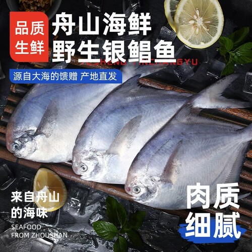 【5斤】舟山野生银鲳鱼/白鲳鱼