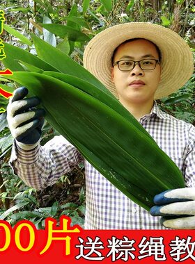 粽叶新鲜粽子叶特大箬叶端午节包粽子的叶子家用商用干送绳现摘