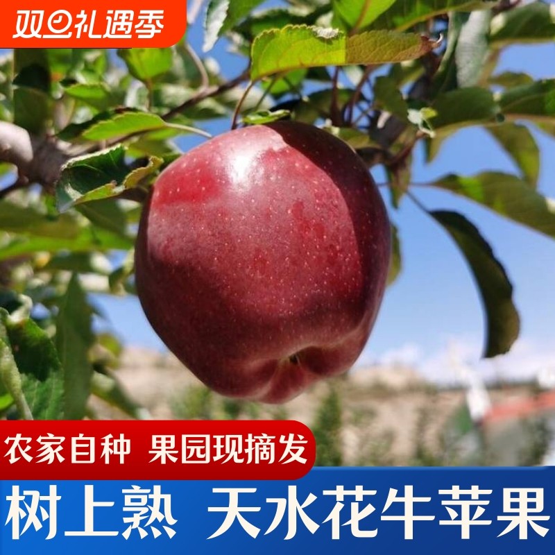 现货甘肃天水花牛苹果婴儿刮泥粉面新鲜水果老人宝宝辅食粉果现摘
