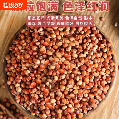 酿酒专用红高粱红缨子贵州糯高粱