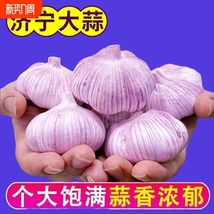 首单特大大蒜头批发干蒜紫皮直降新鲜大蒜 糖醋种植自种优质 包邮