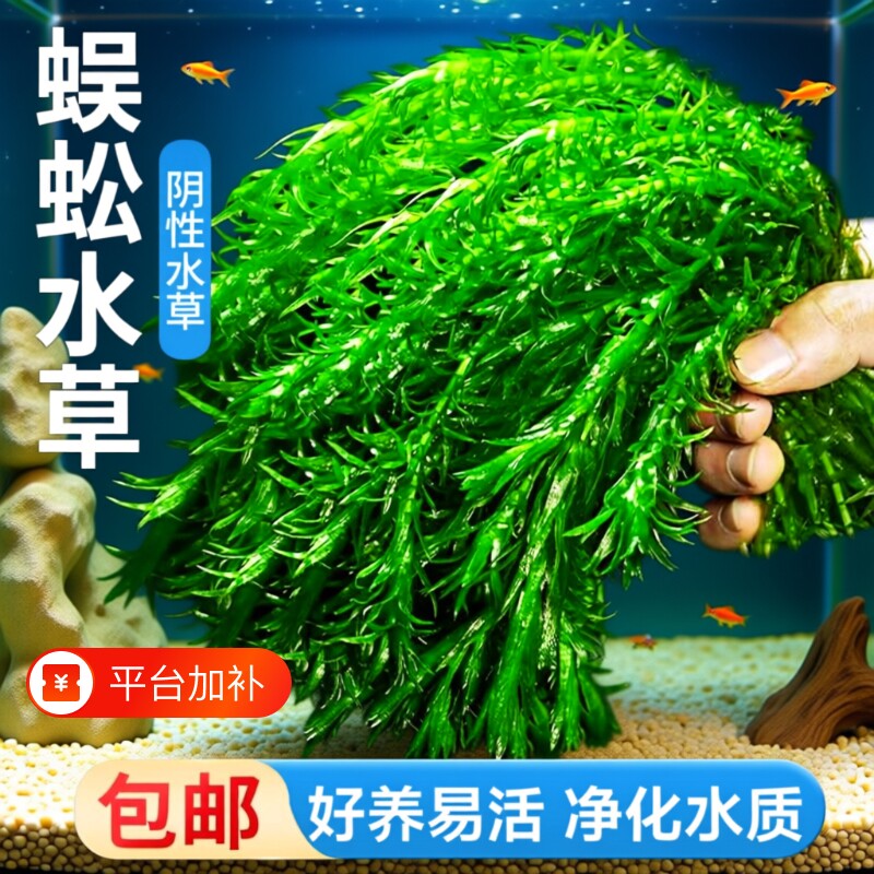 净水蜈蚣草水草植物鱼缸造景专用鱼草缸新手养鱼绿菊阴性后景绿植