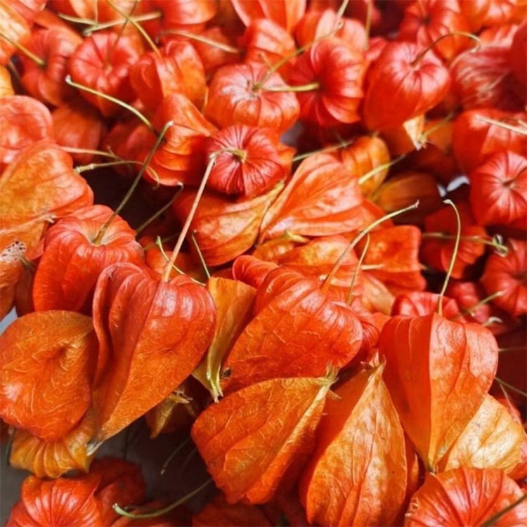 红姑娘果红菇娘苦菇娘红姑鸟苦姑娘灯笼果锦灯笼500g初级农产品