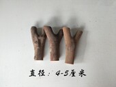 油茶木弹弓原杈木杈可选硬木弓坯料精品树杈儿时玩具弹弓专业料