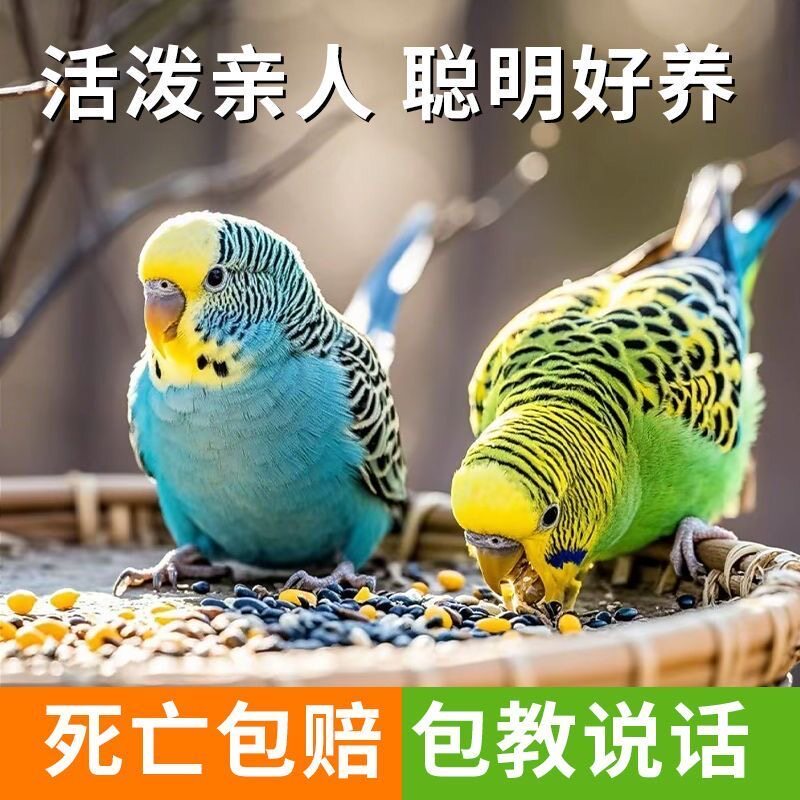 鹦鹉活鸟活物包活鹦鹉小鸟活鸟会学说话的鸟类活鸟宠物中小型鹦鹉