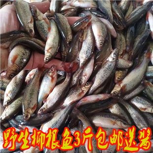 黑龙江天然柳根鱼小河鱼冷水鱼鲜活速冻真空东北小柳根特产泡柳根