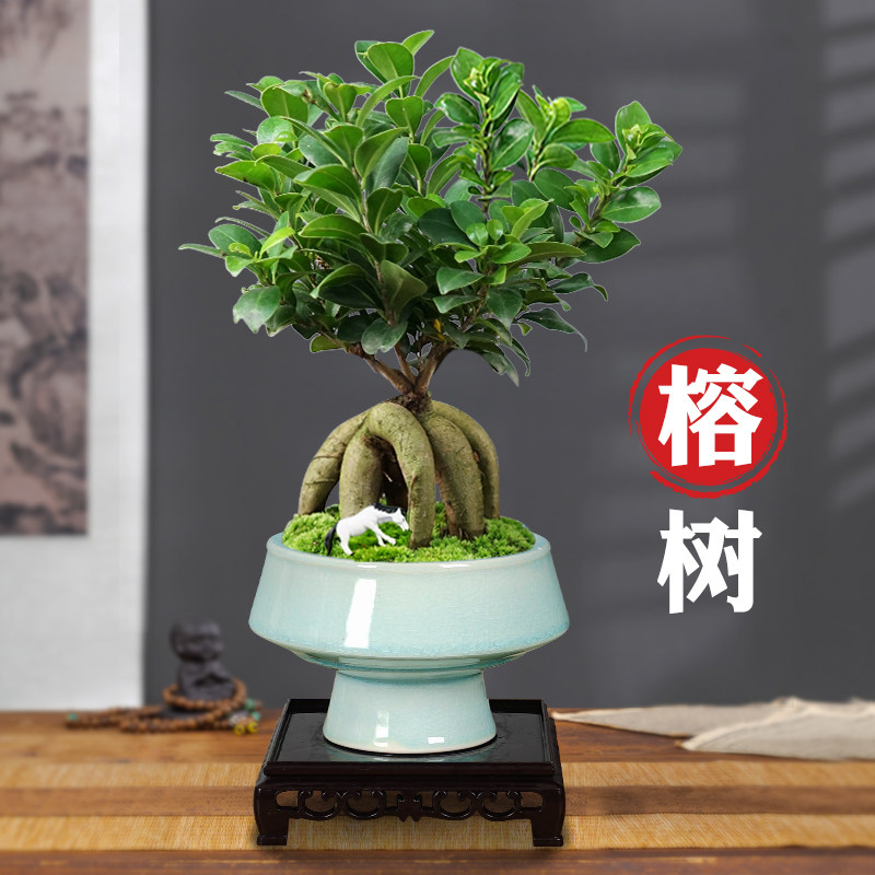 榕树盆景老桩提根办公室内桌面客厅四季常青绿植花卉盆栽好养植物