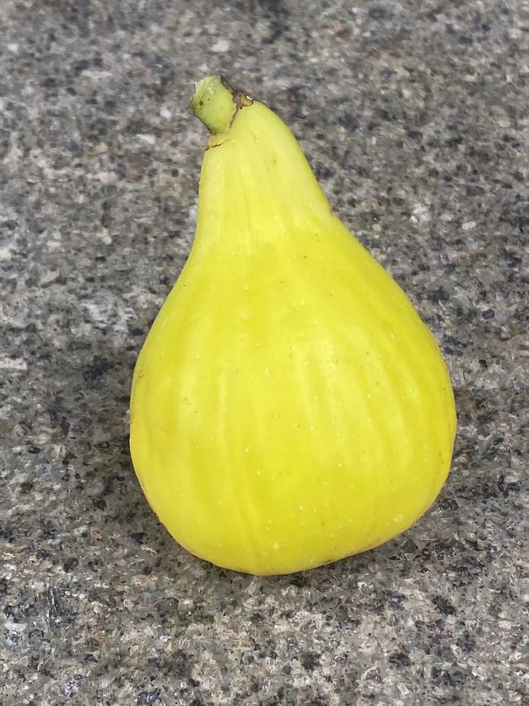 无花果枝条扦插盲盒混合枝条品种扦插 无花果扦插枝条