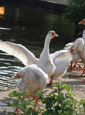江山土鹅 新鲜鹅肉整只鹅 大白鹅老鹅农家草鹅大鹅 顺丰包邮