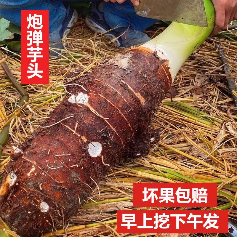 正宗乐昌张溪香芋新鲜现挖炮弹芋头大槟榔芋毛芋广东韶关特产粉糯