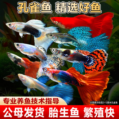 孔雀鱼热带鱼活鱼观赏鱼纯种小型活体淡水好养耐活鱼苗繁殖凤尾鱼