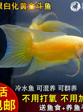 中国斗鱼活体黄色斗鱼黄金改良普叉巨普冷水鱼旁皮叉尾淡水观赏鱼