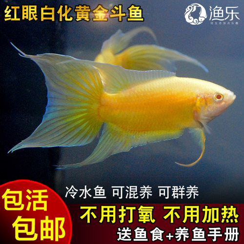 中国斗鱼活体黄色斗鱼黄金改良普叉巨普冷水鱼旁皮叉尾淡水观赏鱼 - 封面